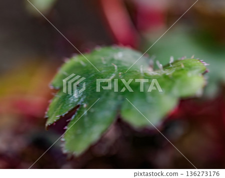 Whispering light on Saxifraga leaf Whispering light on Saxifraga leaf 136273176
