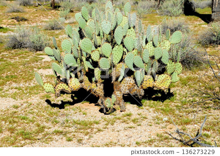 Prickly Pear Cactus Sonora Desert Arizona Prickly Pear Cactus Sonora Desert Arizona 136273229