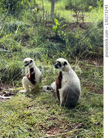 Madagascar's jumping sifaka is so cute 136273245