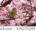 A white-eye pushing a branch of Atami cherry blossoms 136273289