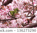 A pair of Japanese white-eyes huddled together and preening their feathers while enduring the cold. 136273290