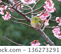 A white-eye gazing at me through the camera at the Atami cherry blossoms 136273291