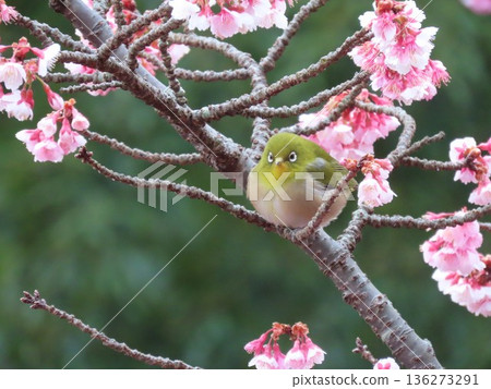 A white-eye gazing at me through the camera at the Atami cherry blossoms A white-eye gazing at me through the camera at the Atami cherry blossoms 136273291