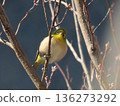 A Japanese white-eye looking at me from a branch of Kuromoji tree 136273292