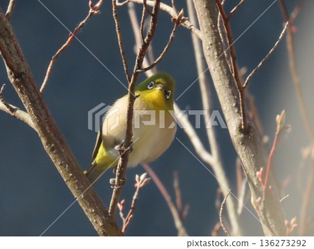 A Japanese white-eye looking at me from a branch of Kuromoji tree A Japanese white-eye looking at me from a branch of Kuromoji tree 136273292