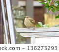 A female Daurian redstart curled up like a ping-pong ball in a corner of the shrine 136273293