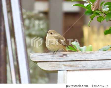 A female Daurian redstart curled up like a ping-pong ball in a corner of the shrine A female Daurian redstart curled up like a ping-pong ball in a corner of the shrine 136273293