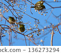 A friendly white-eye under the blue sky 136273294