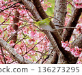 A white-eye flying from branch to branch of Atami cherry blossoms 136273295