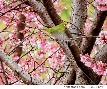 A white-eye flying from branch to branch of Atami cherry blossoms A white-eye flying from branch to branch of Atami cherry blossoms 136273295