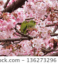 A pair of Japanese white-eyes whispering love to each other while embraced by Atami cherry blossoms 136273296