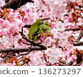 A pair of Japanese white-eyes in love, embraced by Atami cherry blossoms 136273297