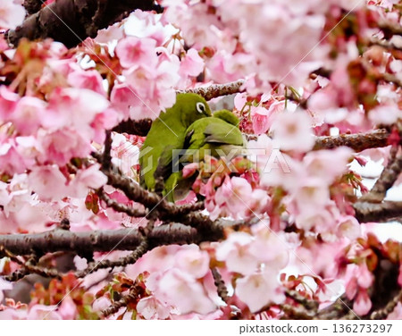 A pair of Japanese white-eyes in love, embraced by Atami cherry blossoms 136273297