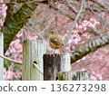 Female Daurian Redstart and Atami Sakura 136273298