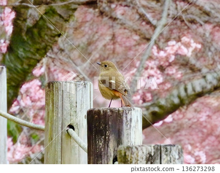 Female Daurian Redstart and Atami Sakura 136273298