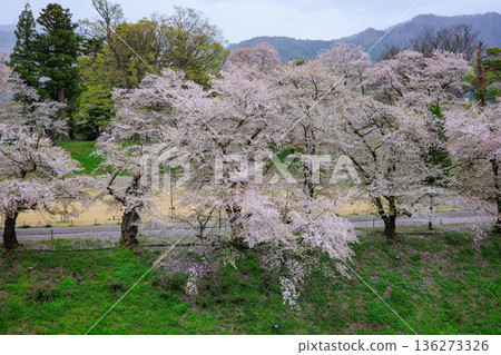 Cherry blossoms around the moat of Tsuruga Castle (Aizuwakamatsu City, Fukushima Prefecture) 136273326