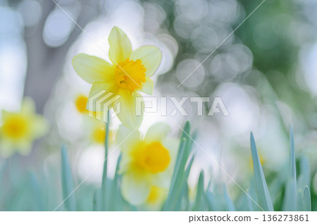 公園裡盛開的水仙花和柔和的散景 136273861