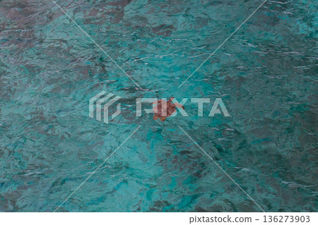 從高空俯瞰,一隻海龜浮出清澈的水面。 從高空俯瞰,一隻海龜浮出清澈的水面。 136273903