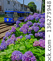 Hydrangeas and tram 136273948