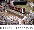 Kumatori train surrounded by cherry blossoms 136273949
