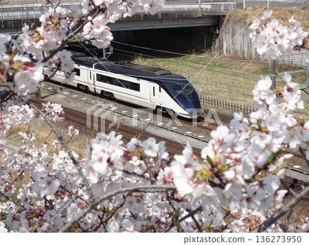 Skyliner surrounded by cherry blossoms 136273950