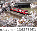 Keikyu train running among cherry blossoms 136273951