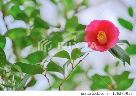 公園裡盛開著一朵山茶花 公園裡盛開著一朵山茶花 136273955