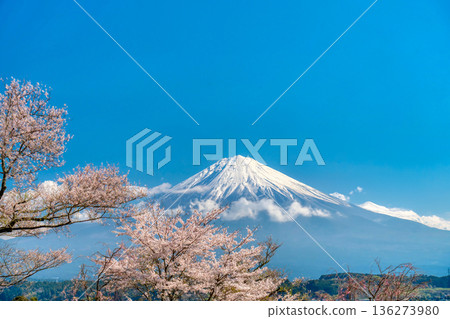 富士山和櫻花/靜岡縣富士宮市 136273980