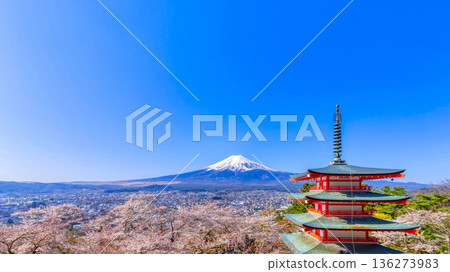 Mount Fuji and cherry blossoms in full bloom at Arakurayama Sengen Park Mount Fuji and cherry blossoms in full bloom at Arakurayama Sengen Park 136273983