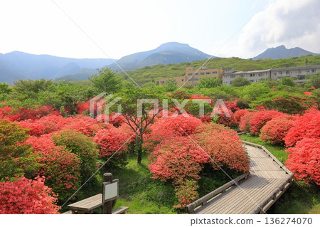 Nasu Highlands Yawata Azalea Community and Nasu Mountain Range / Nasu Town, Tochigi Prefecture Nasu Highlands Yawata Azalea Community and Nasu Mountain Range / Nasu Town, Tochigi Prefecture 136274070