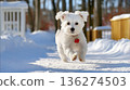 cute puppy playing in the snow 136274503