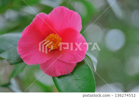Camellia flowers blooming in the park 136274552