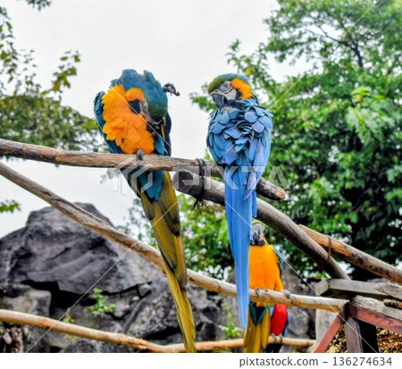 Blue-and-white macaw resting on a tree 136274634