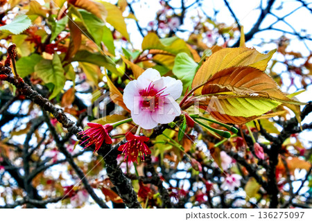 [Tokyo] Close-up of the (rare) winter cherry blossoms in the grounds of Nishiarai Daishi Temple in early spring 136275097