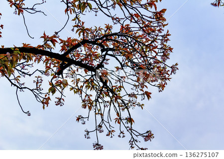 【東京】西新井大師寺早春：冬櫻與繡眼花（珍稀樹種） 136275107