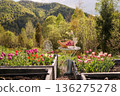 Spring tulip garden with rustic table in mountain countryside 136275278