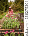 Woman harvesting tulips in mountain garden beds 136275304