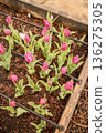 Blooming tulips growing in raised garden bed 136275305