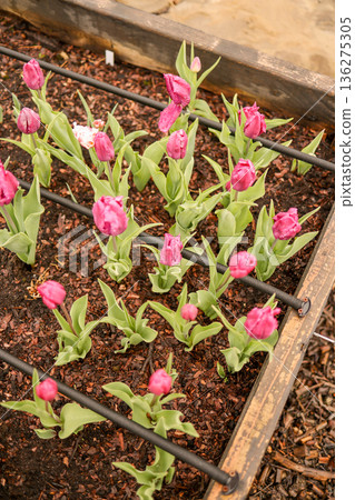 Blooming tulips growing in raised garden bed 136275305