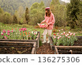 Woman holding tulip bouquet in mountain countryside 136275306