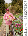 Woman harvesting tulips in mountain garden 136275307