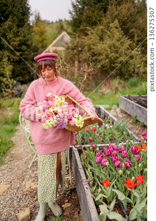 Woman harvesting tulips in mountain garden 136275307