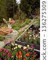 Blooming tulips growing in mountain garden 136275309