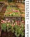 Blooming tulips growing in raised garden bed 136275311