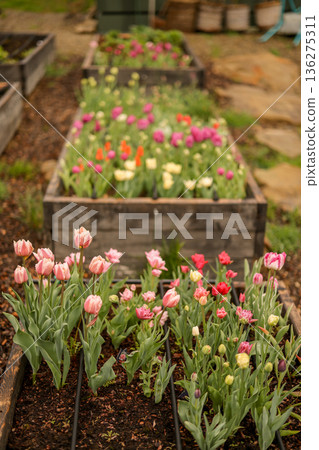 Blooming tulips growing in raised garden bed 136275311