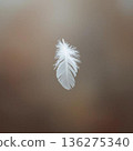 Feathers flying in the air 136275340