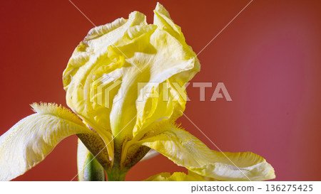 Warm glow captures iris beauty. Studio backdrop highlights detailed features of warm glowing iris 136275425