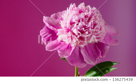 Close examination of peony flower emphasizing ornate ruffled textures and glowing studio illumination 136275439