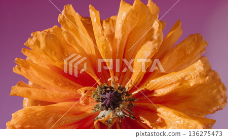 Highly detailed photograph of orange poppy featuring ruffled petals and visible stamens for creative projects 136275473