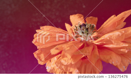 Artistic depiction showcasing decayed poppy with textured center and moody lighting effects 136275476